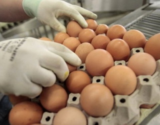 «Овостар Юніон» у І півріччі відправила на експорт 36% вироблених яєць